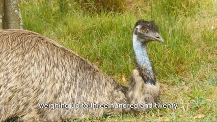 Be Aware! Top 15 Most Dangerous Birds in the World | Top 15 Facts