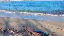 İpe dolanan yunus ölü olarak sahile vurdu