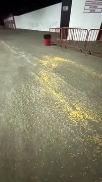 Torcedores do Bahia jogam milho em frente ao Barradão antes de Ba-Vi