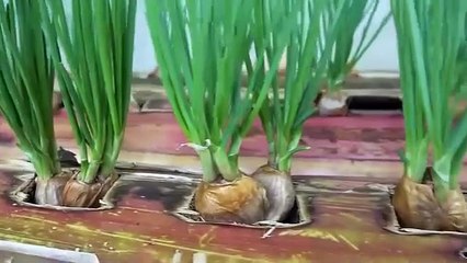 Cara tanam bawang dengan media tanam pohon pisang