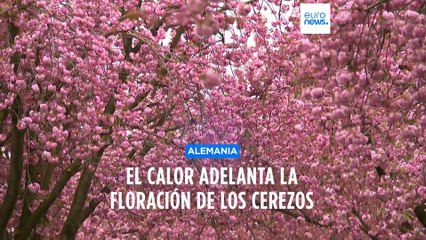 Cambio climático: Los cerezos florecen muy pronto en Alemania y muy tarde en Japón
