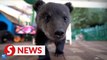 Gen Z animal caregiver goes viral with cuddly cub videos