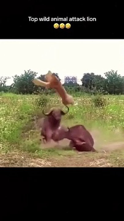 kerbau lawan singa