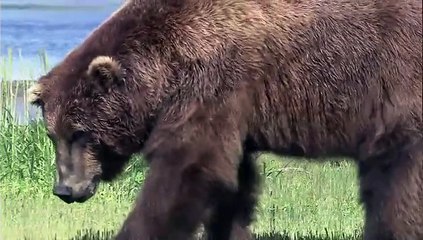 Documental "Grandes espectáculos de la naturaleza" "El gran viaje del salmón"