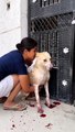 dog rescue _ animal rescue