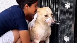 dog rescue _ animal rescue