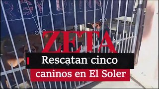 Rescatan cinco caninos en El Soler