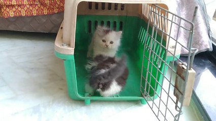 Adorable Naughty Kittens Is Very Good In Attacking But She Is Equally Good In Running Too