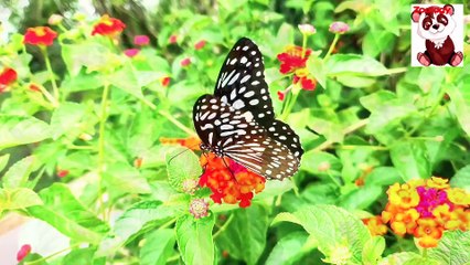 "Become a Butterfly Whisperer: The Ultimate Guide to Attracting and Marrying Butterflies"