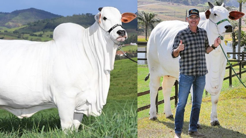 World Most Expensive Cow: Brazil Nelore Breed Cow Viatina 19 Sold For 40  Crore, Speciality Reveal