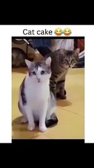 Cake artist went too far ...this time