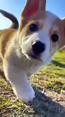 Cutest walk ever seen