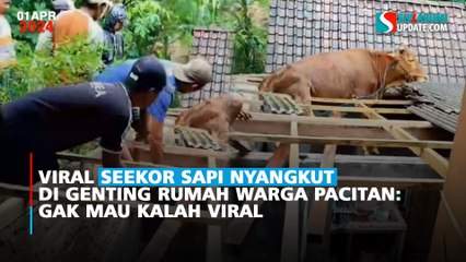Viral Seekor Sapi Nyangkut di Genting Rumah Warga Pacitan: Gak Mau Kalah Viral