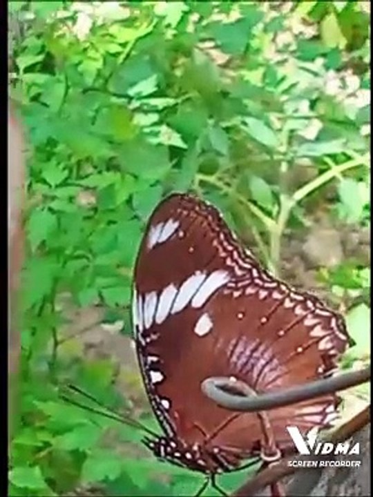 BUTTERFLY quickest to move