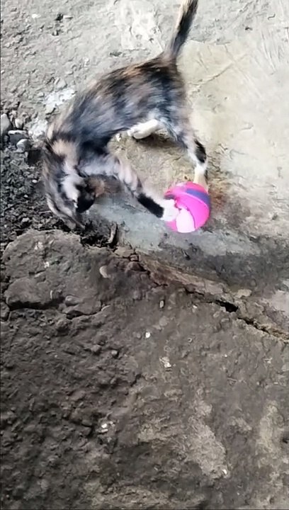 pet cat