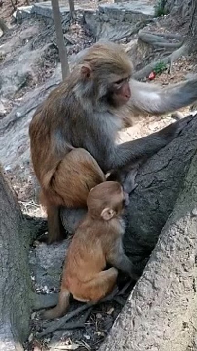 Monkey Shorts Video, Animals Video, New Video #Animalsvideo#Monkeyvideo#Wildanimals