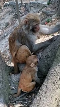 Monkey Shorts Video, Animals Video, New Video #Animalsvideo#Monkeyvideo#Wildanimals