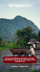 Panorama Sidemen Dengan Asri Dan Membajak Sawah Masih Menggunakan Sapi