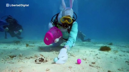 Buscan huevos de Pascua en el Santuario Marino Nacional de los Cayos de Florida