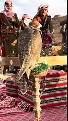 لقطات من زيارة جلالة الملك للبادية الجنوبية الأحد