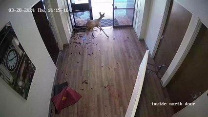 Confused deer smashes through bank window