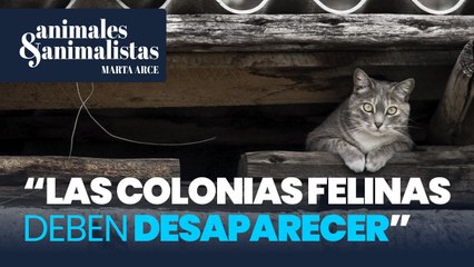 Los veterinarios: "Las colonias felinas deben desaparecer"