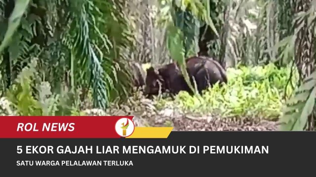 5 Ekor Gajah Liar Mengamuk Di Pemukiman, Satu Warga Pelalawan Terluka