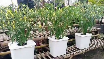 Budidaya cabe di polibag dan pot