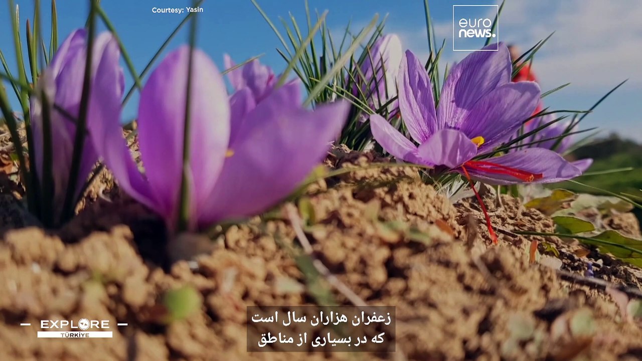 سافرانبلو شهری در ترکیه با خانه‌های افسانه‌ای عثمانی که در آن طلای سرخ به وفور رشد می‌کند