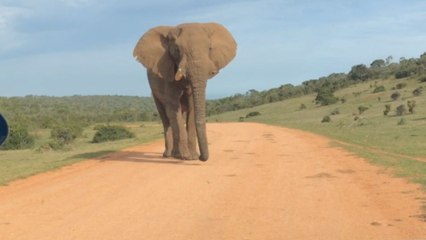 Travelers harmonize with South Africa's elephants on a self-drive expedition.
