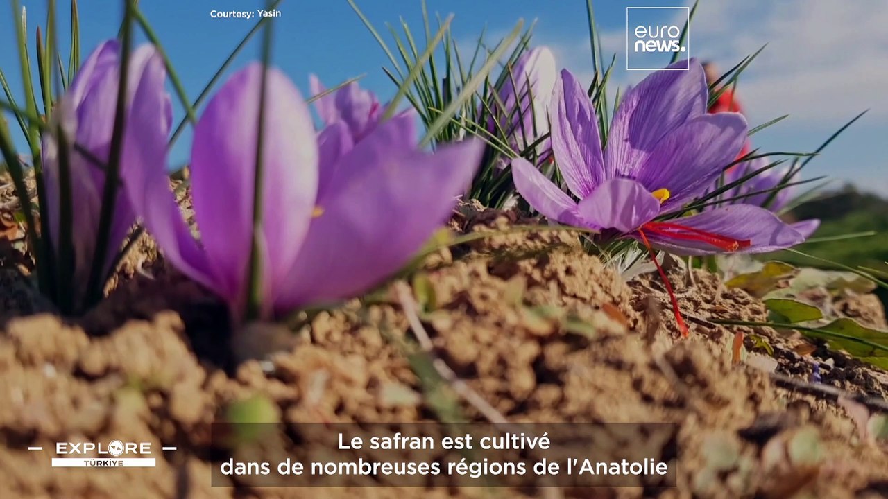 Safranbolu est une ville turque aux maisons ottomanes féeriques où l’or rouge pousse en abondance