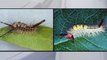 Florida caterpillar invasion explained as white and yellow bugs swarm trees and parks