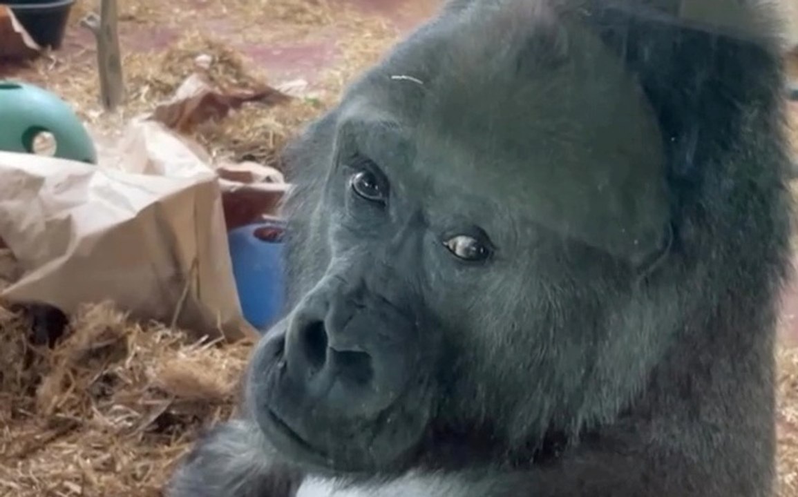 Zoobesucher wird von extrem frechem Gorilla von oben bis unten angestarrt