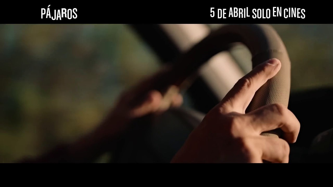 Pájaros - Spot