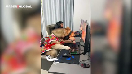 Çocuk sosyalleşsin diye eve alınan köpekten ters köşe: "Üzüm üzüme baka baka kararır"