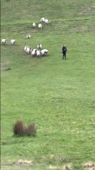 This is the hilarious moment a woman was chased -  by a flock of 37 sheep