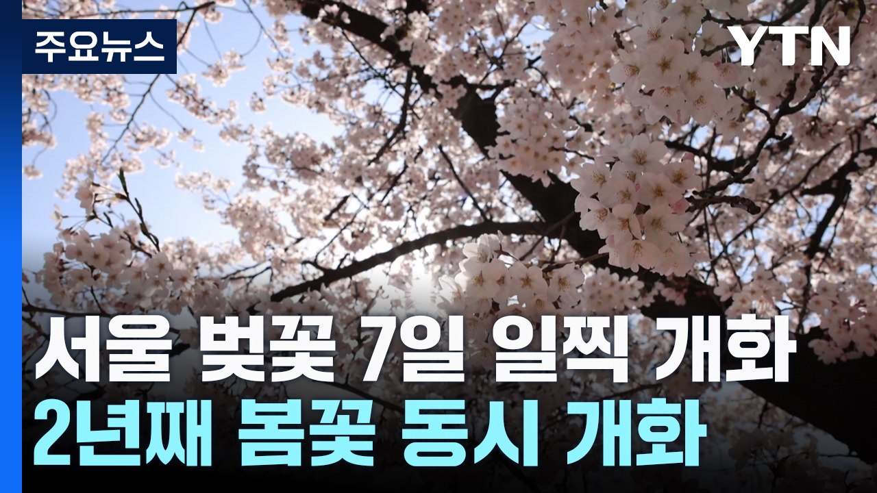 [날씨] 서울 벚꽃 예년보다 7일 일찍 개화...2년째 봄꽃 동시개화 / YTN