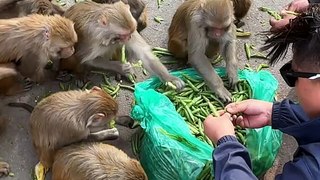 Monkey eat papaya and peas #feedinganimal
