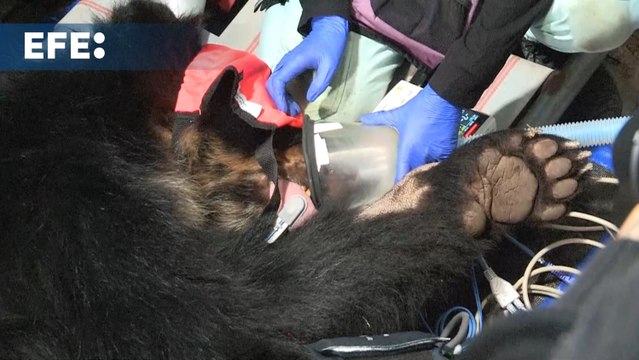 El oso andino Tupak vuelve a ser libre en Ecuador tras un complejo traslado en helicóptero