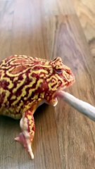 Best funny video, Top funny moment, #funn