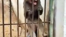 Funny monkey