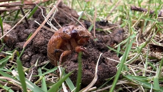 Two Broods of More Than a Trillion Cicadas Will Emerge in the U.S. This Year