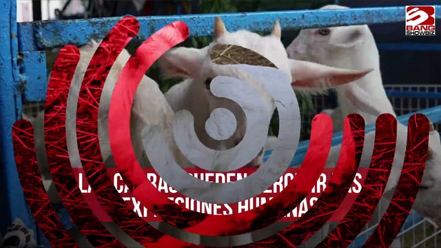 Las cabras pueden percibir las expresiones humanas