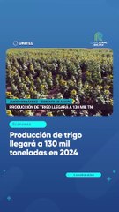 Anapo proyecta la siembre 130.000 hectáreas de trigo para la campaña de invierno
