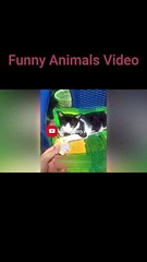 The Funniest Fails and Bloopers (Try Not to Laugh Challenge) part-52 #funnyvideos #viral