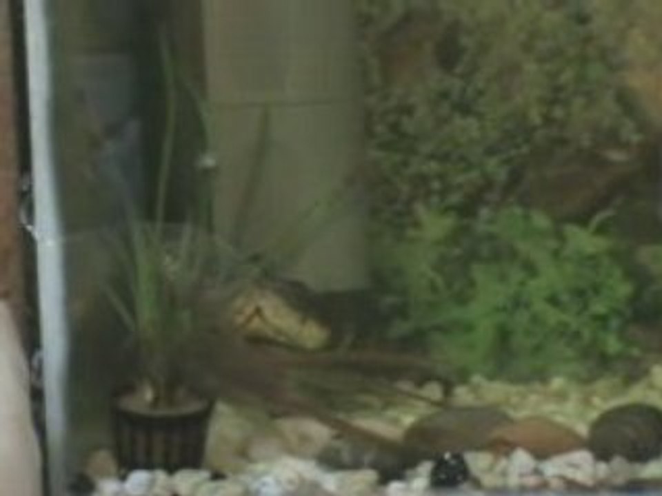 Jewel Cichlid Fish