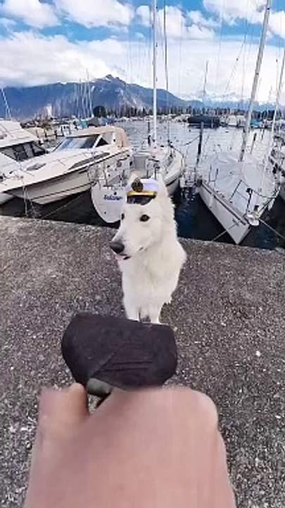 Ce chien est vraiment trop drôle