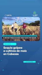 Sequía golpea a cultivos de maíz en Cabezas