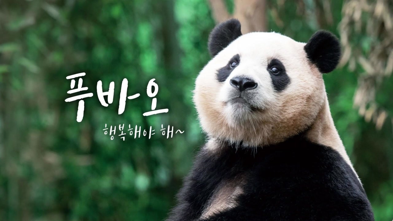 [영상] 이제 정말 중국으로 가는 푸바오...우리는 왜 판다에 열광했나 / YTN