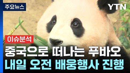 [YTN24] '이별 D-1' 내일 중국으로 떠나는 푸바오...판다 신드롬 비결은? / YTN